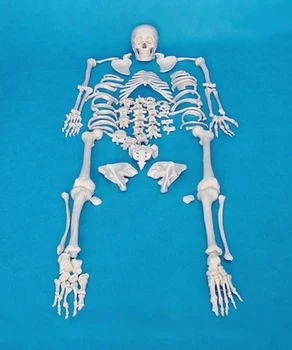 Модель человеческого скелета для взрослых 1:1, модель скелета, модель скелета, медицинская модель человеческого тела