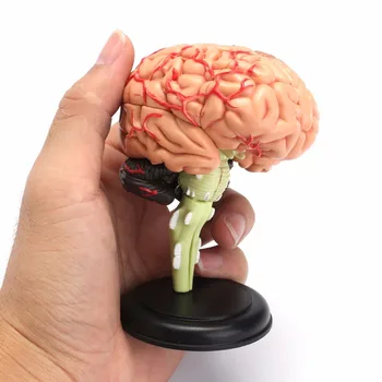 Анатомическая модель мозга, которую легко носить с собой для изучения в научном классе, дисплей, обучающая медицинская модель