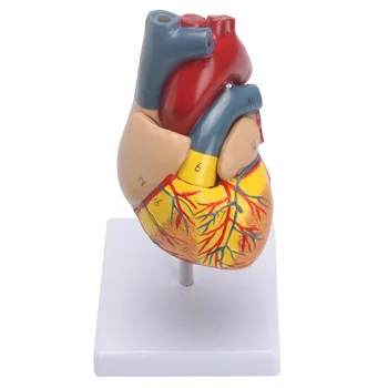 Анатомическая модель сердца человека в натуральную величину - Медицинская анатомия сердечно-сосудистой системы 21x11x11 см